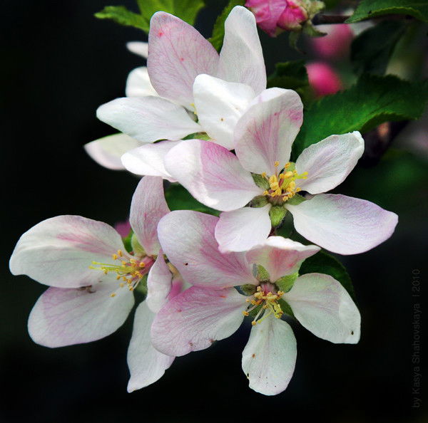 Кенжебаева Дина