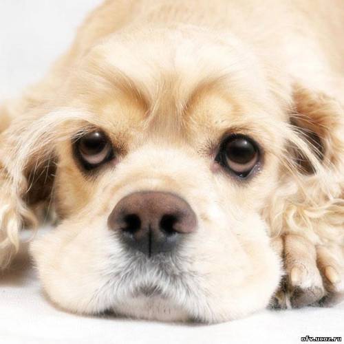 Галина Кочеткова