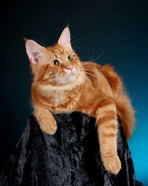 Юрий Грушко