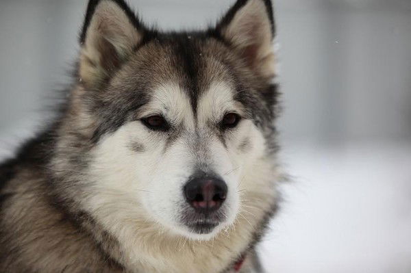 Станислав Гусев