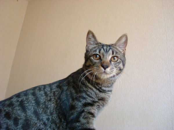 Артём Арсеньев