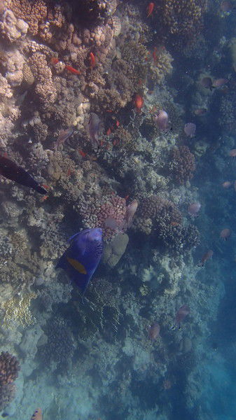 Татьяна Садовская