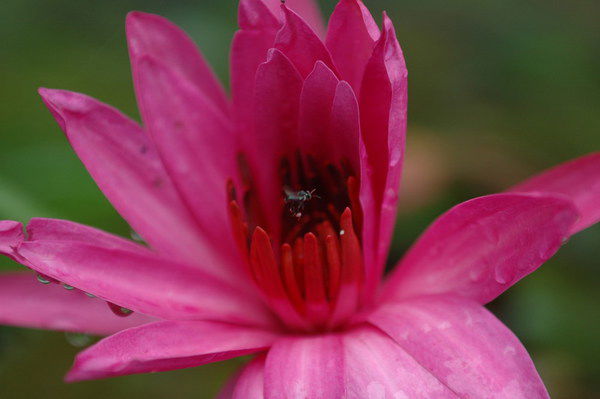 Полина Носова