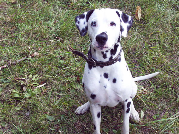 Вероника Васько