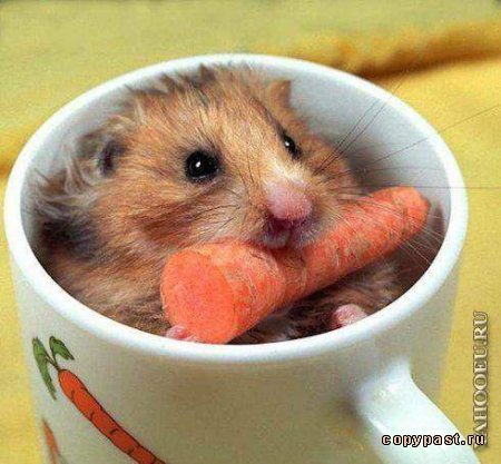 Екатерина Шумилова