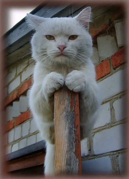 Андрей Галанов