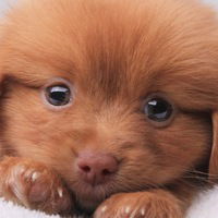 Алевтина Жук