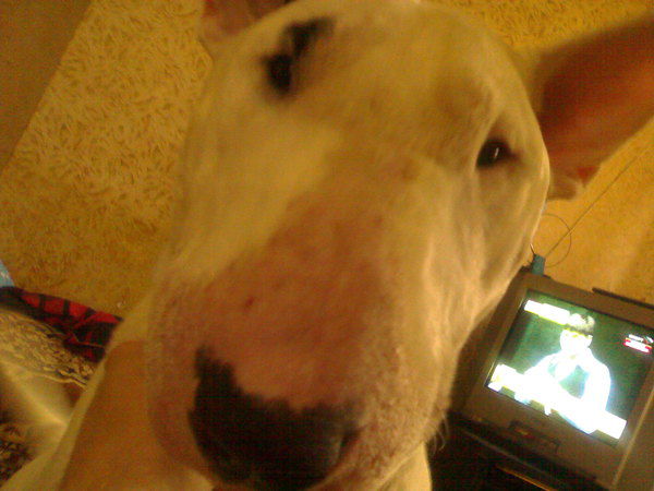 Алан Дзиццоев