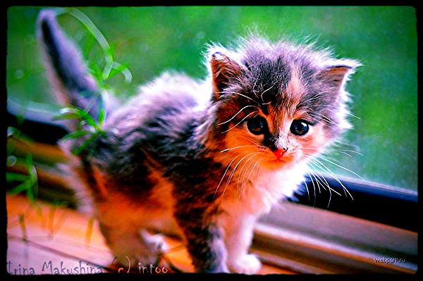 Настюша Мартынцова