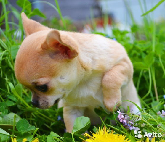 Елена Тенякова