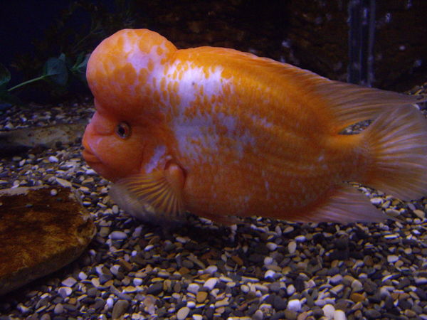 Наталья Тягунова