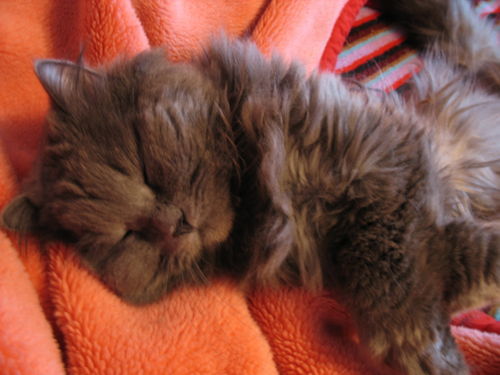 Елена Кирилина