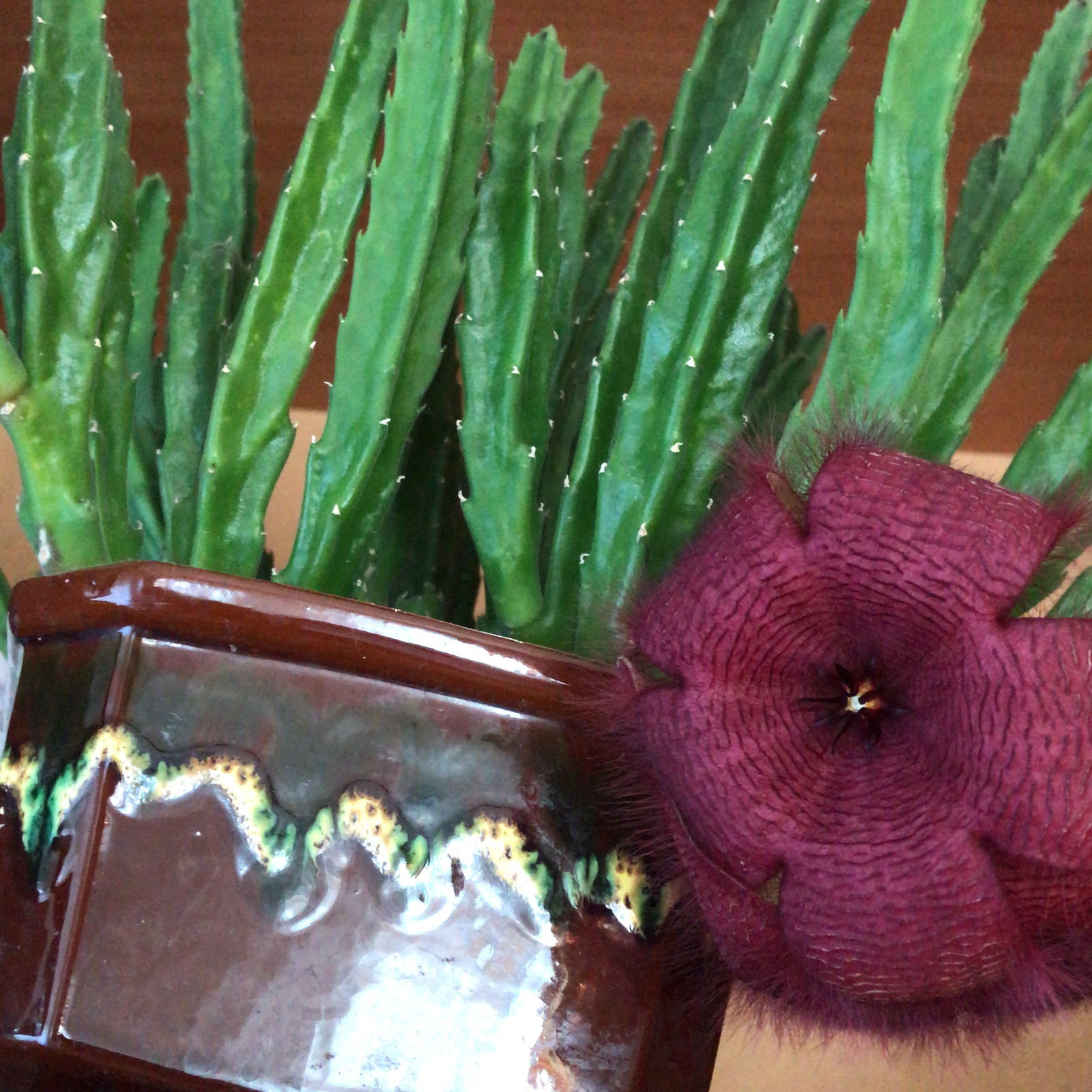 Аля Болдырева