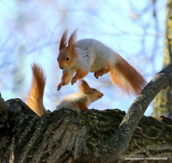 Лана Проноза