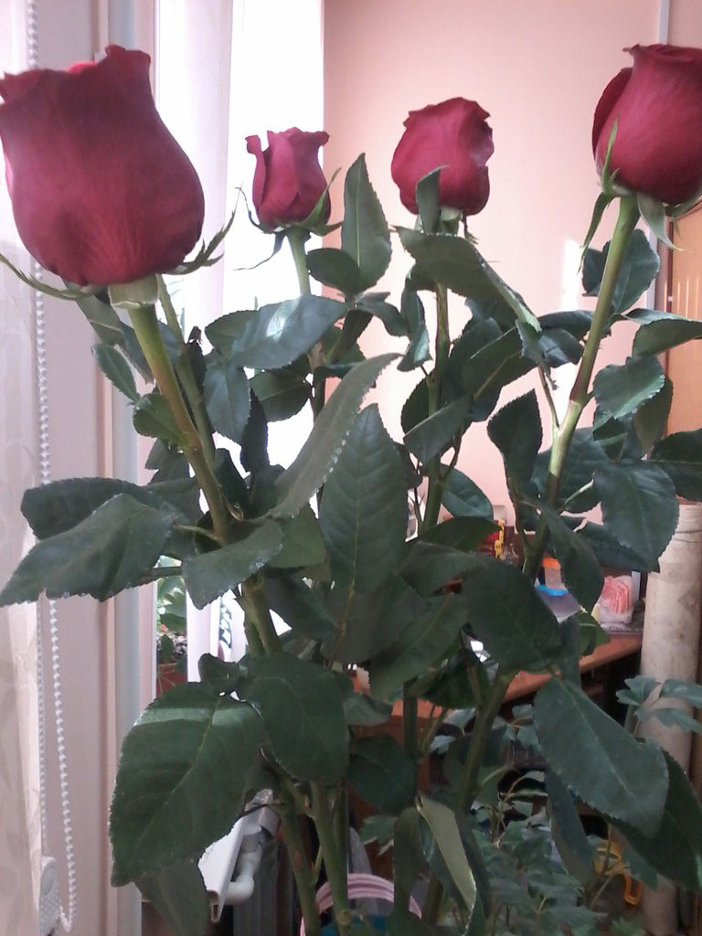 Ирина Соколова