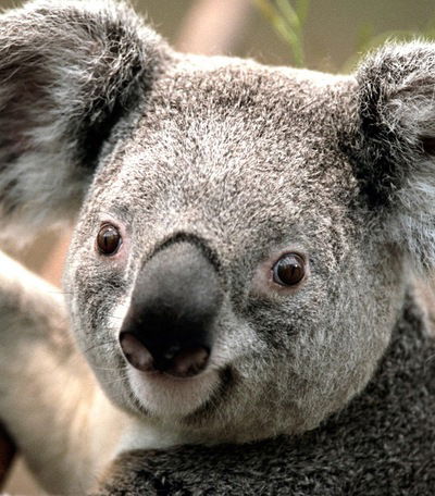 Ваня Сидяйкин