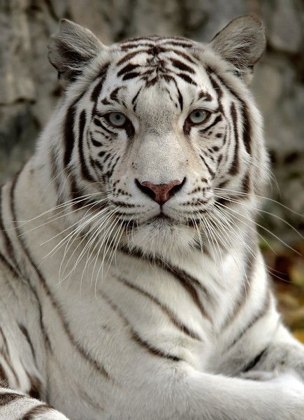 Наталья Полей