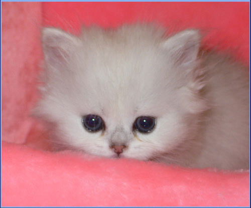 Слава Слава