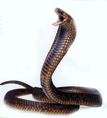 Константин Веденеев