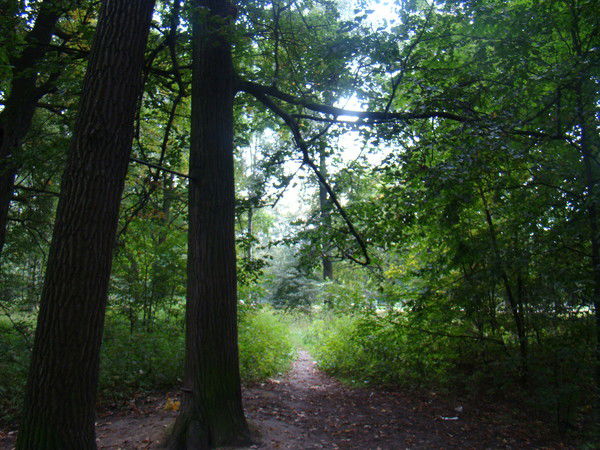 Дмитрий Котов