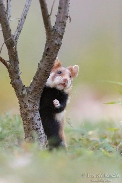 Анна Звонкая