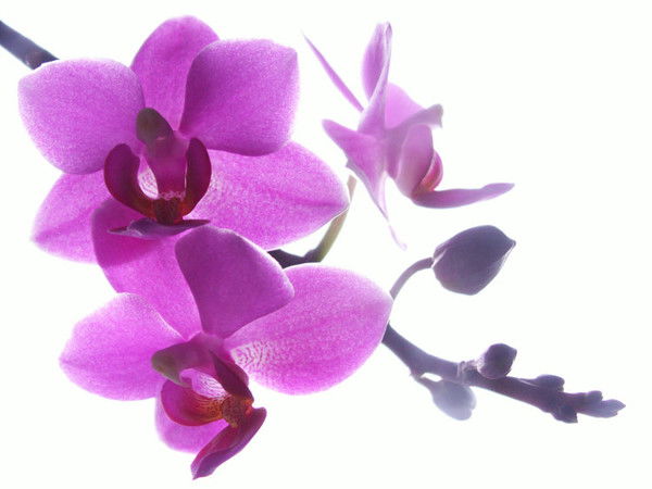 Татьяна Базарова