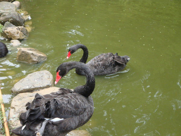 Ооо Снпп "южуралводоканалналадка"