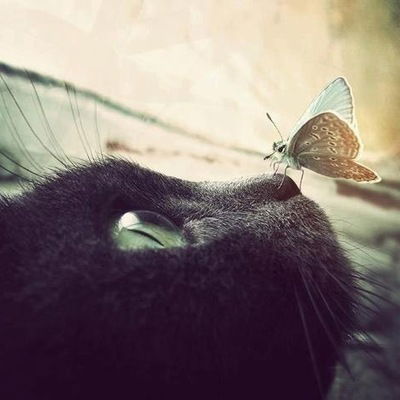 Злата Солнце