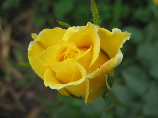 Таня Роздорожная