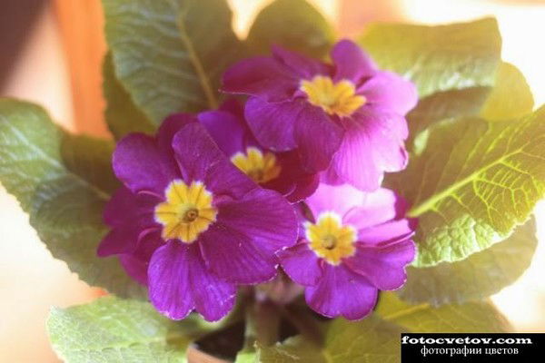 Елена Седойкина(Чернова)