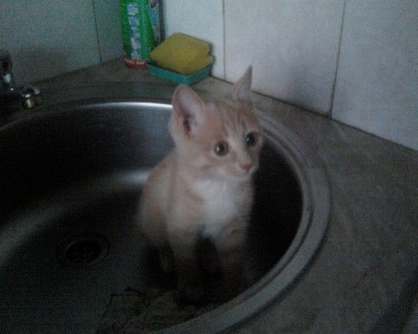 Ирина Ловцова