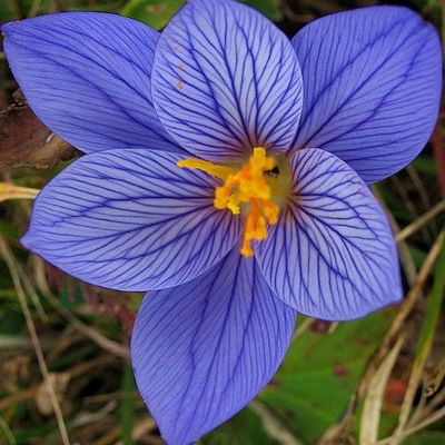 Наталья Щеголихина