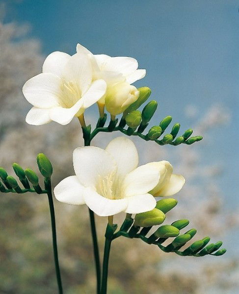 Кгу Ппкк Г.шымкент