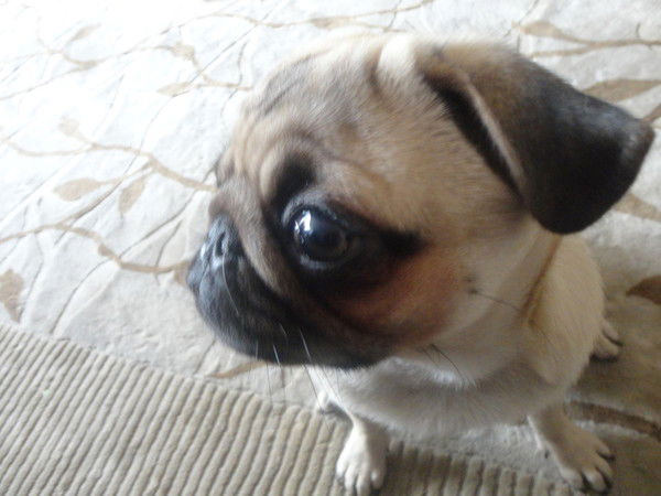 Андрей Симонов