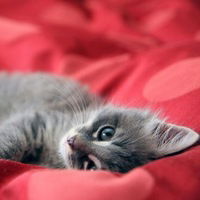 Ксения Анохина