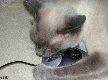 Валентина Горват