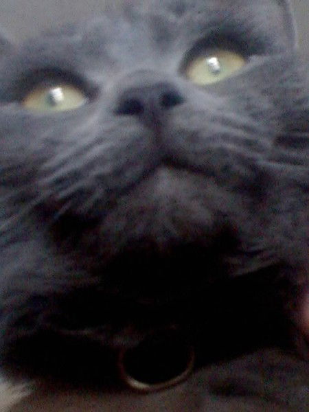 Елена Скачкова