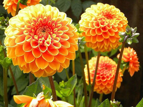 Наталья Петровна