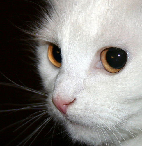 Наташа Чеботарева