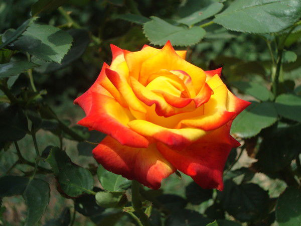 Светлана Емцева