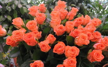 Юлия Крупеня