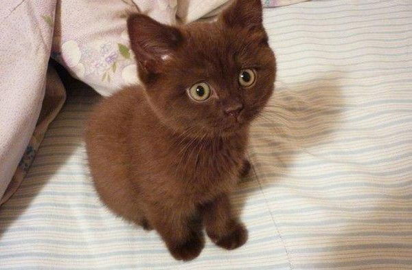 #1 «A°Y°B°E°K»