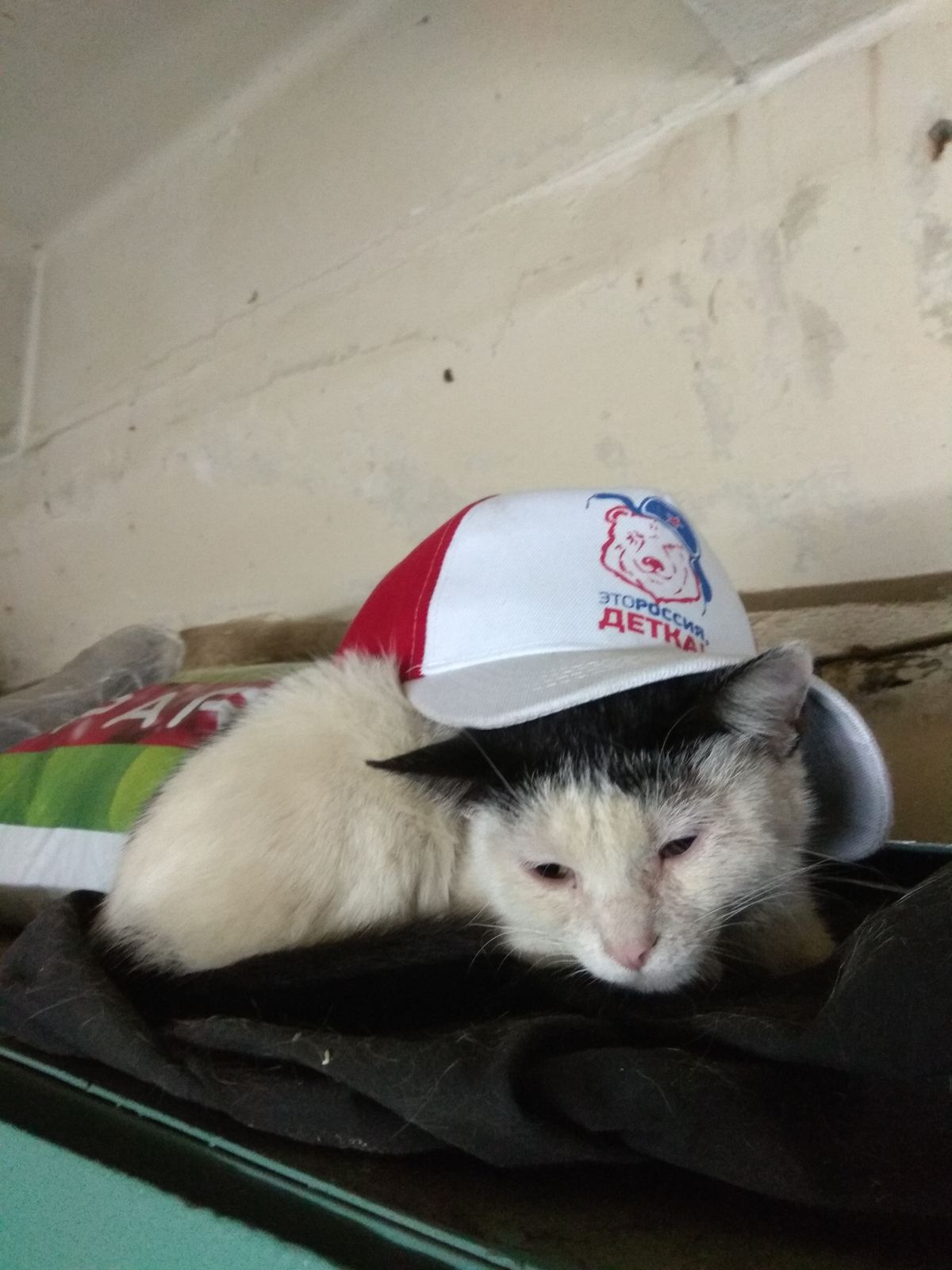 Коля Колесников