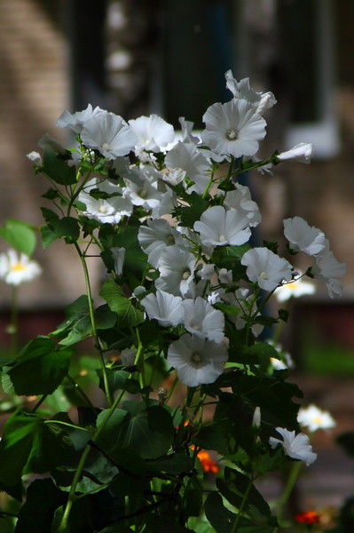 Даяна Жанузак