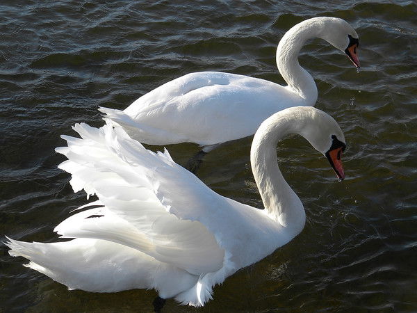 Дана Омарова