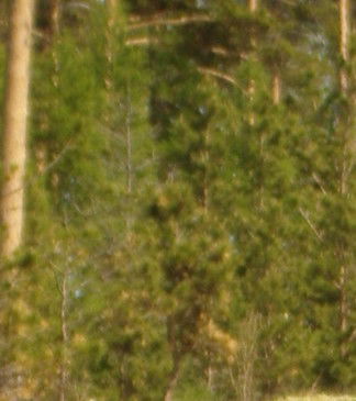 Рома Данилов