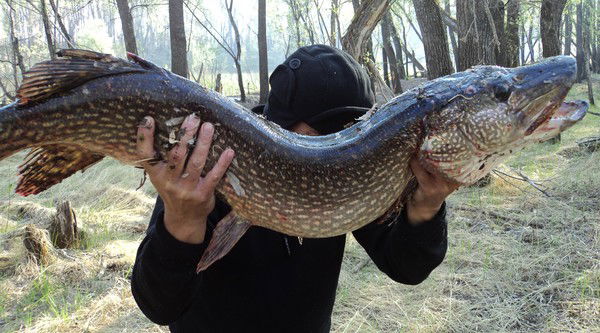 Дмитрий Паршуков