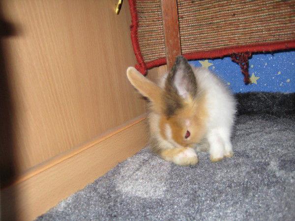 Даша Антонова