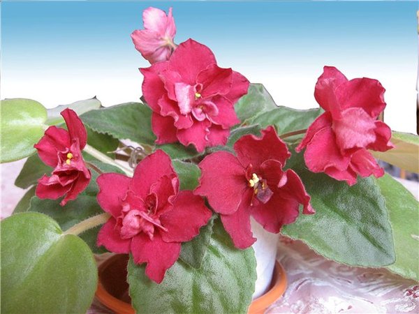 Сучкова Марина