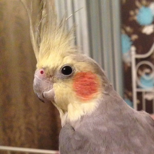 Анжей Закис